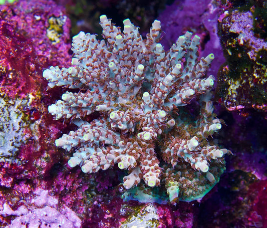 Why Buy Acropora from 5th Alarm?