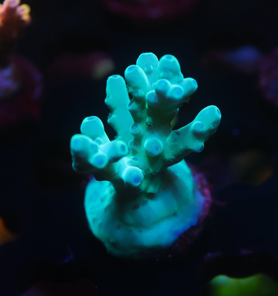 The Hottest Acropora Corals for 2025 – What Every Reefer Wants