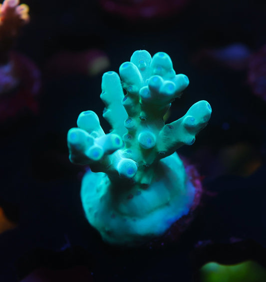 The Hottest Acropora Corals for 2025 β What Every Reefer Wants