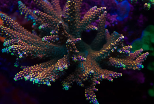 BC Bubble Bath Unicorn