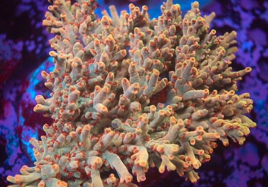 5AC Raphael Speciosa