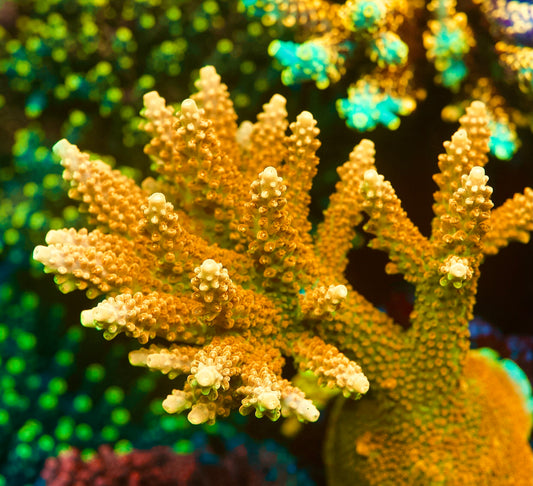 TGC Orange Creamsicle