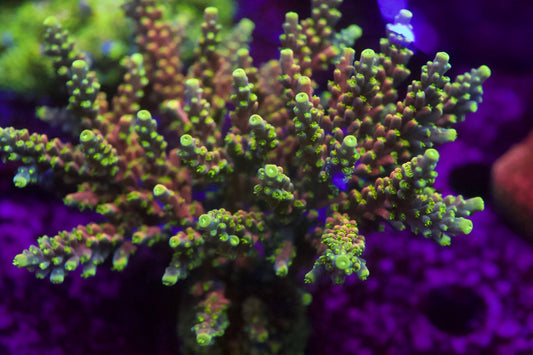 BK Chem Clockwork Orange