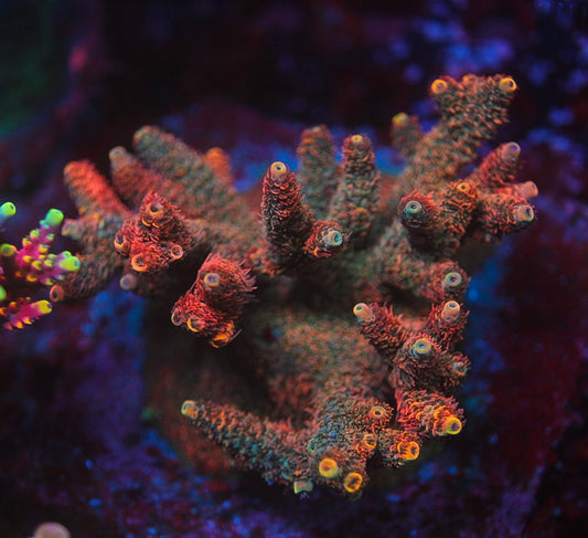 5AC Mount Doom Milli