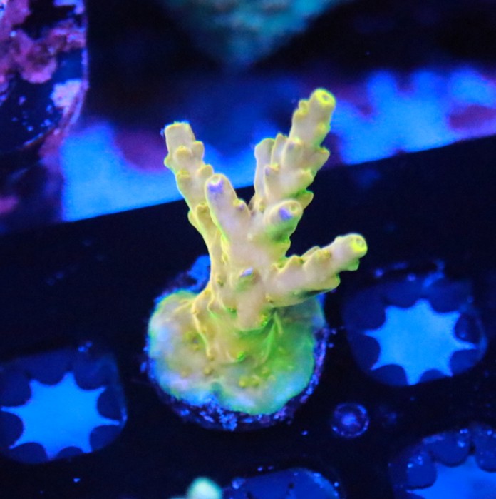 CB Golden Jaw Dropper frag