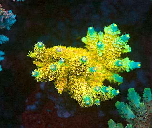 BK Chem Psycho Orange