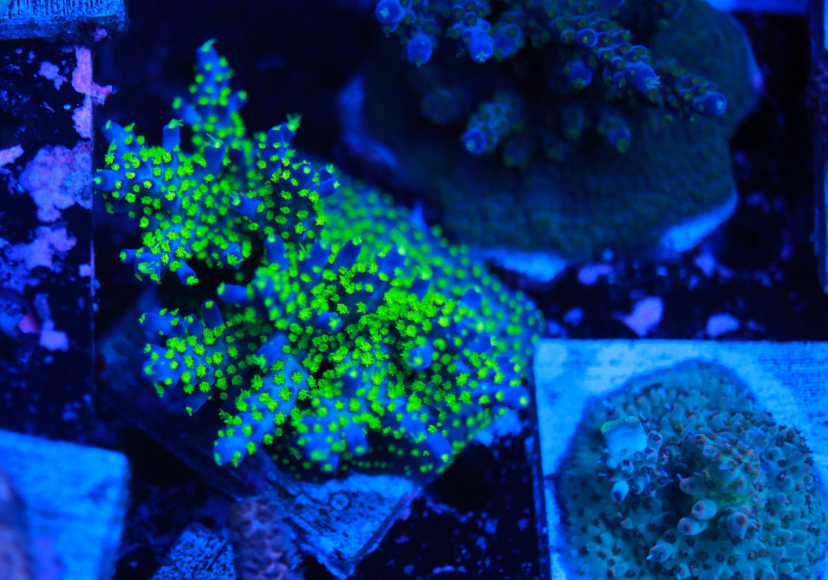 Garf Bonsai mini colony