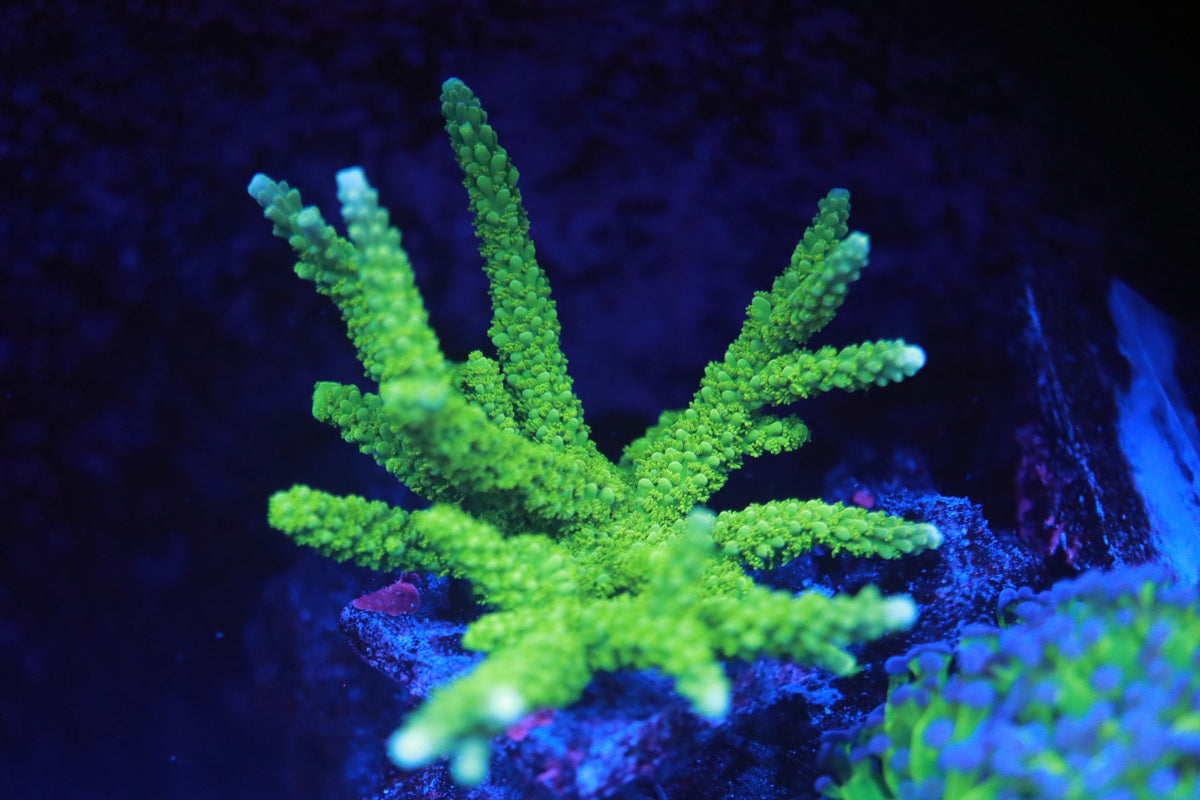 Bali Green Slimer