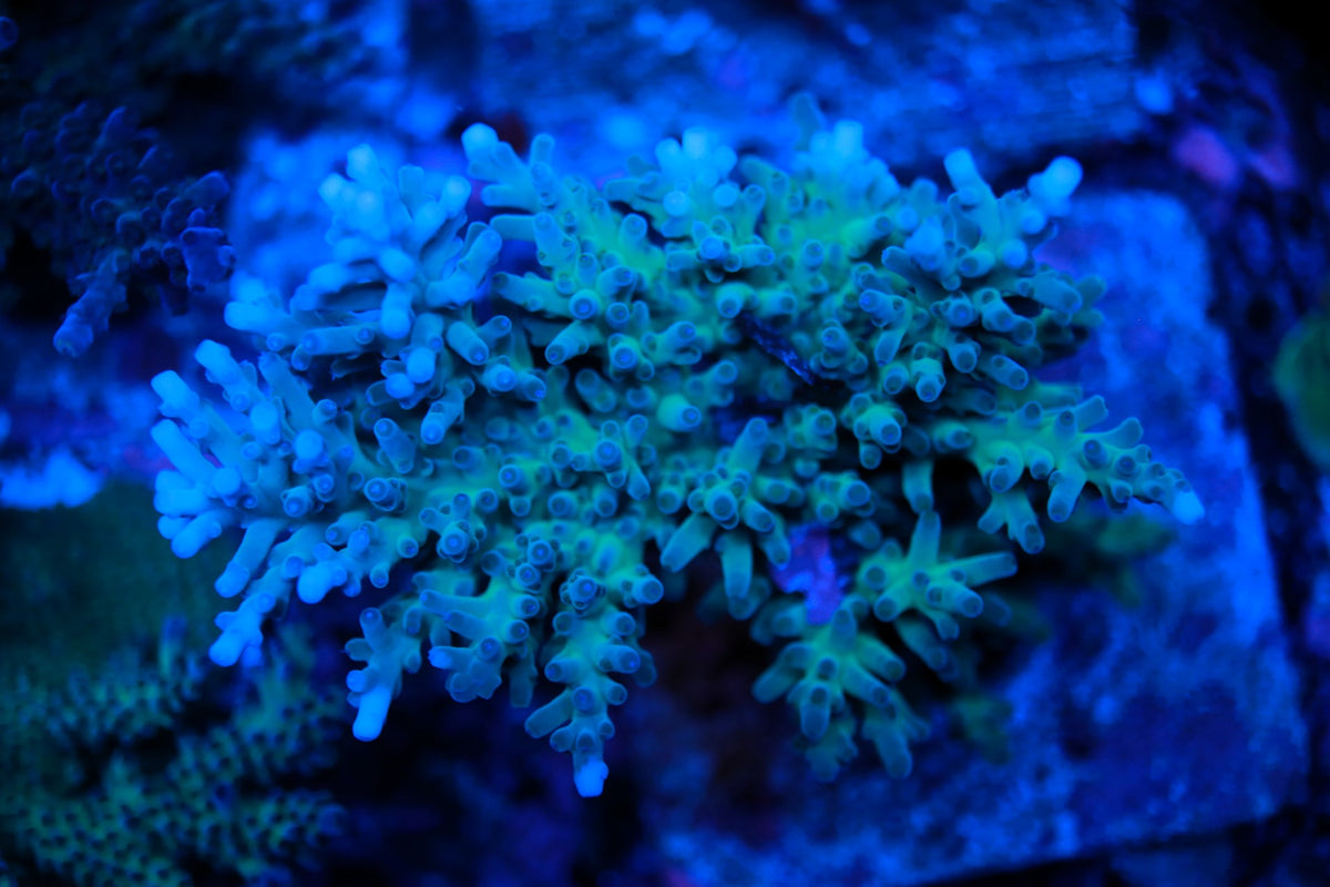 Hawkins Echinata
