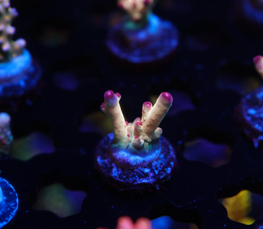 5AC Tusi's Granulosa