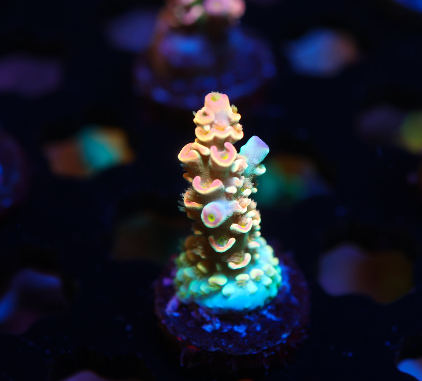 5AC Goofy Homwrecker