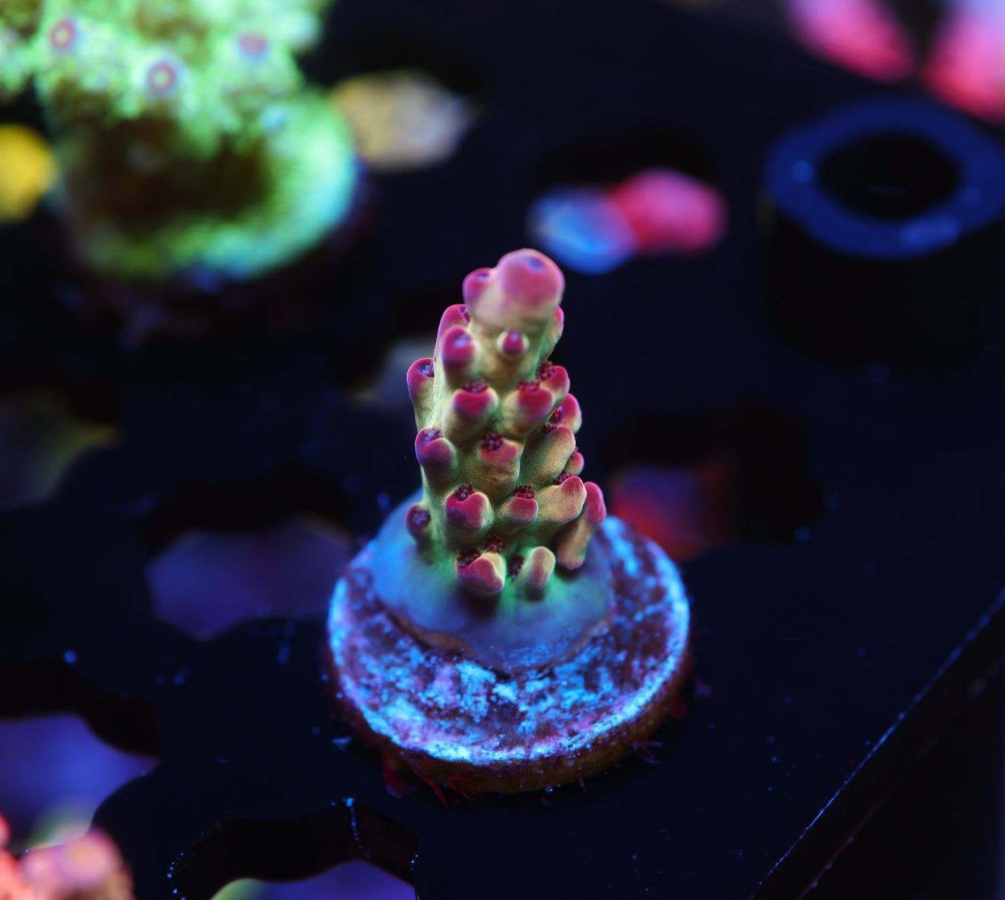 5AC Rainbow Treasure