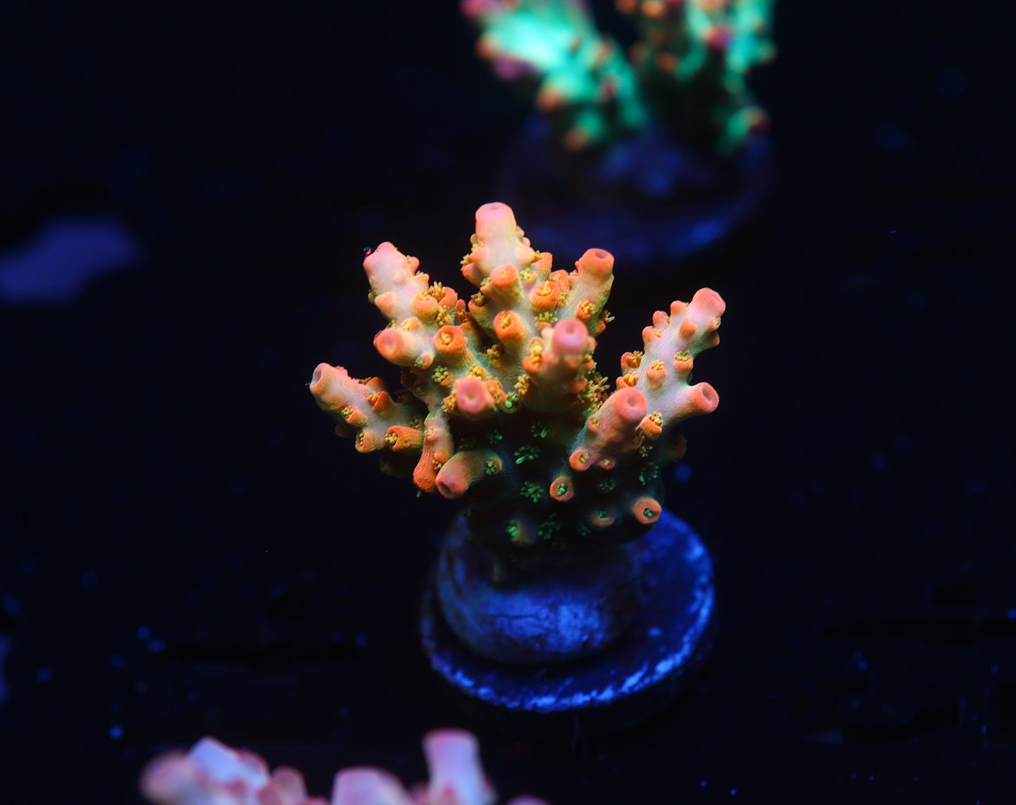 5AC -CB Tangerine Dream