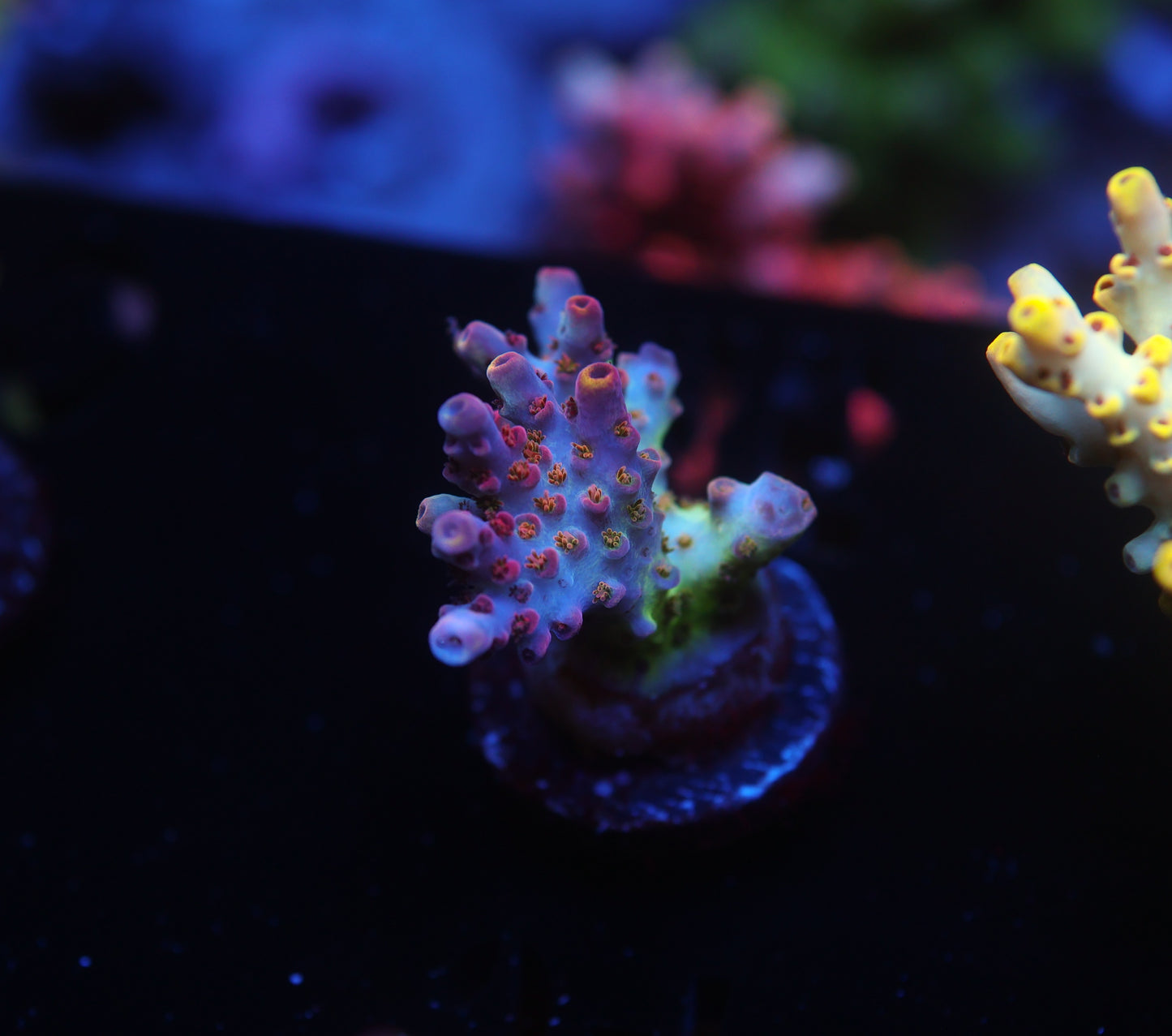 5AC -TJM Cosmic Expansion