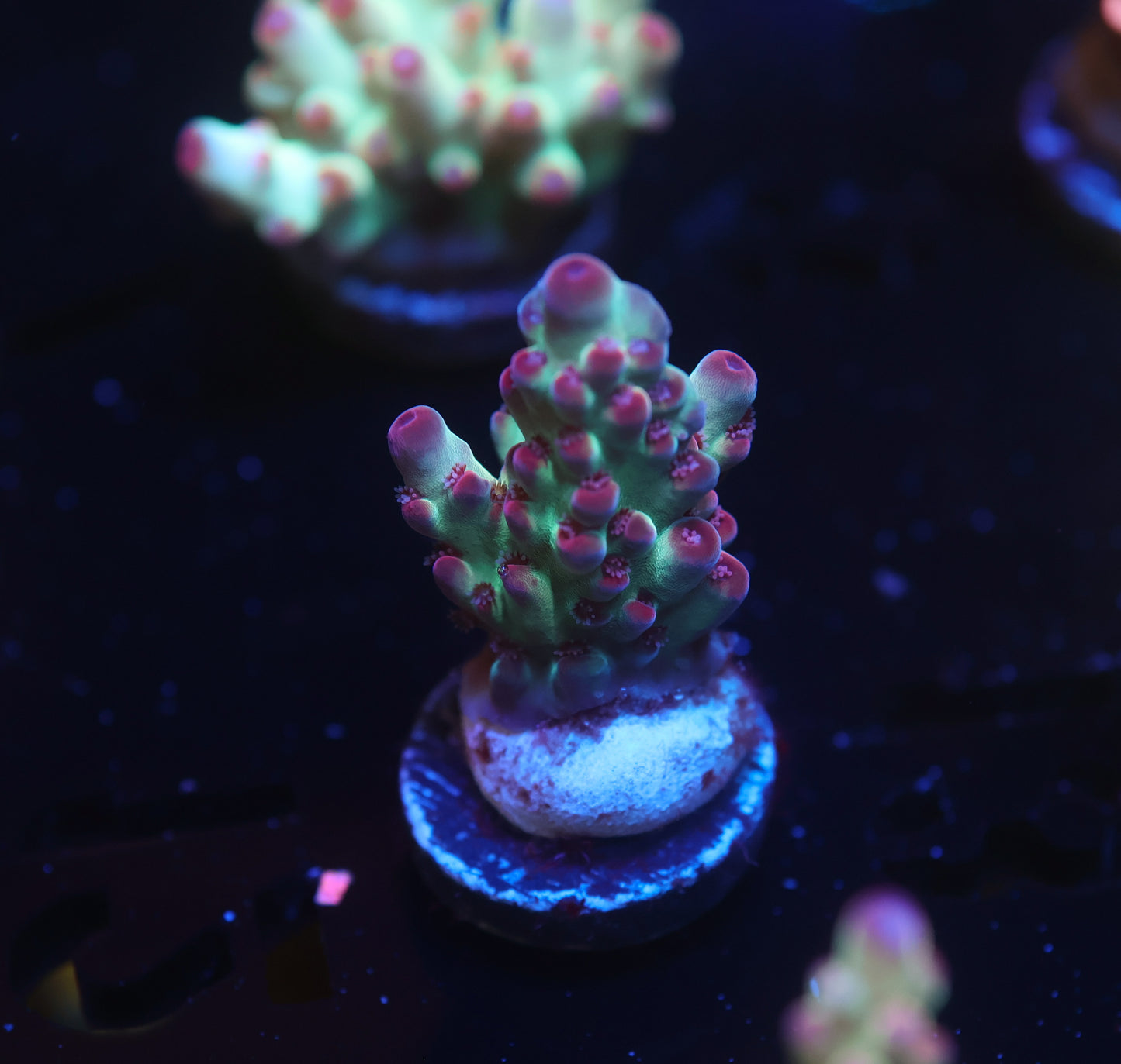 5AC Rainbow Treasure