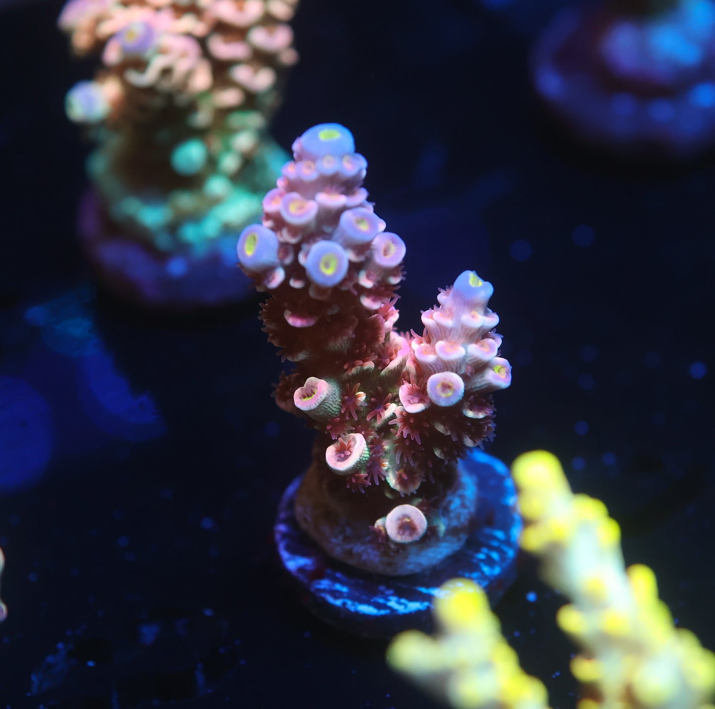 5AC -WWC Pink Panther