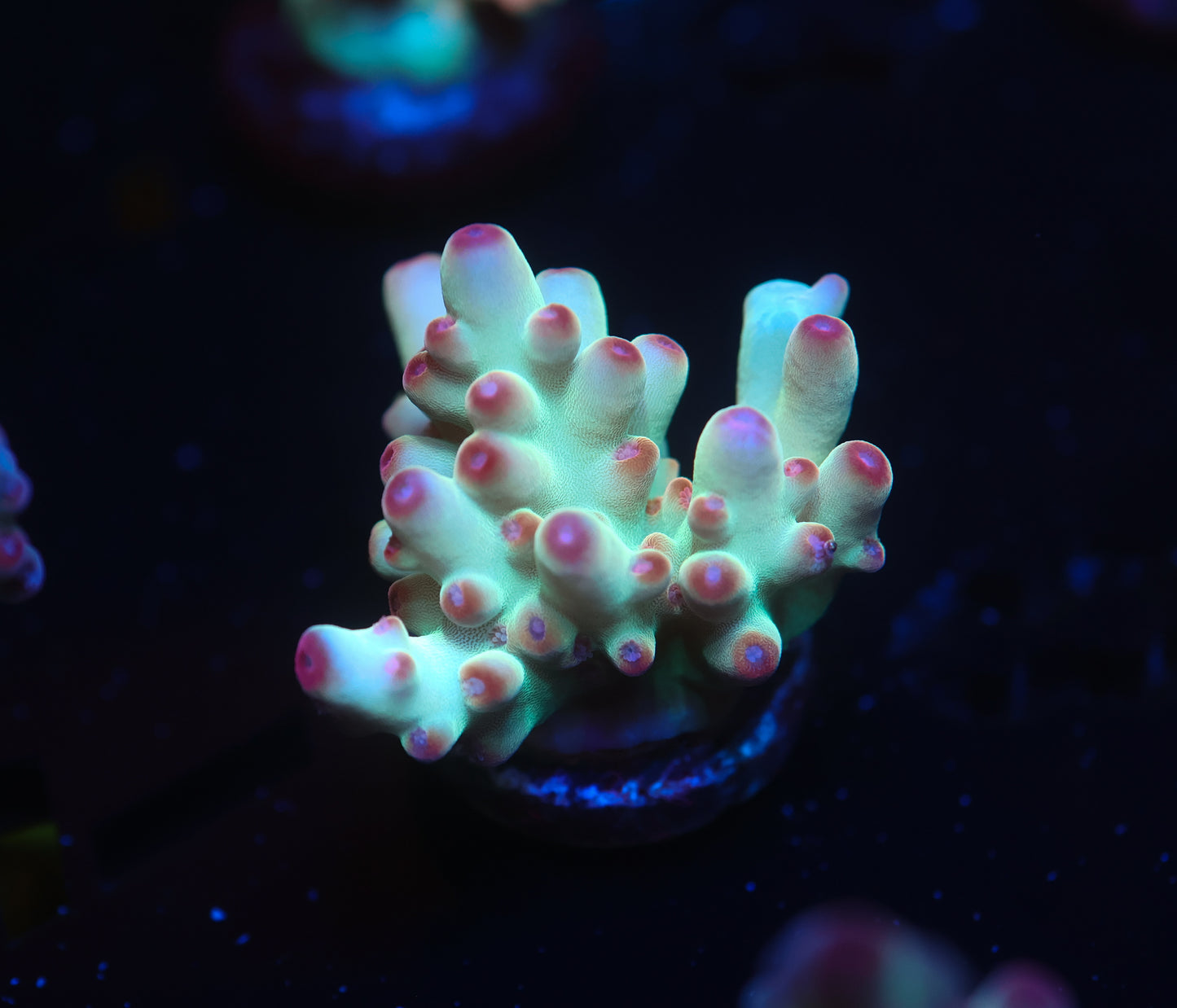 5AC Betty Boop Granulosa