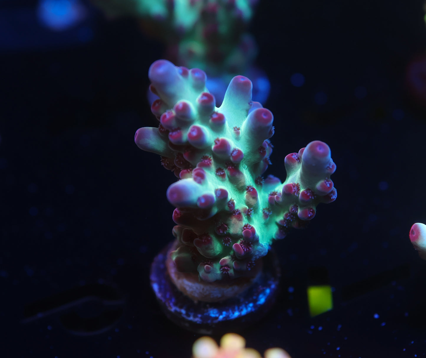 5AC Rainbow Treasure