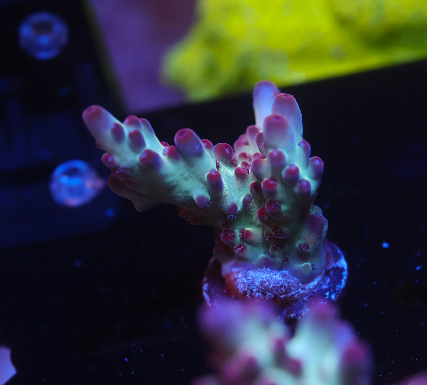 5AC Rainbow Treasure