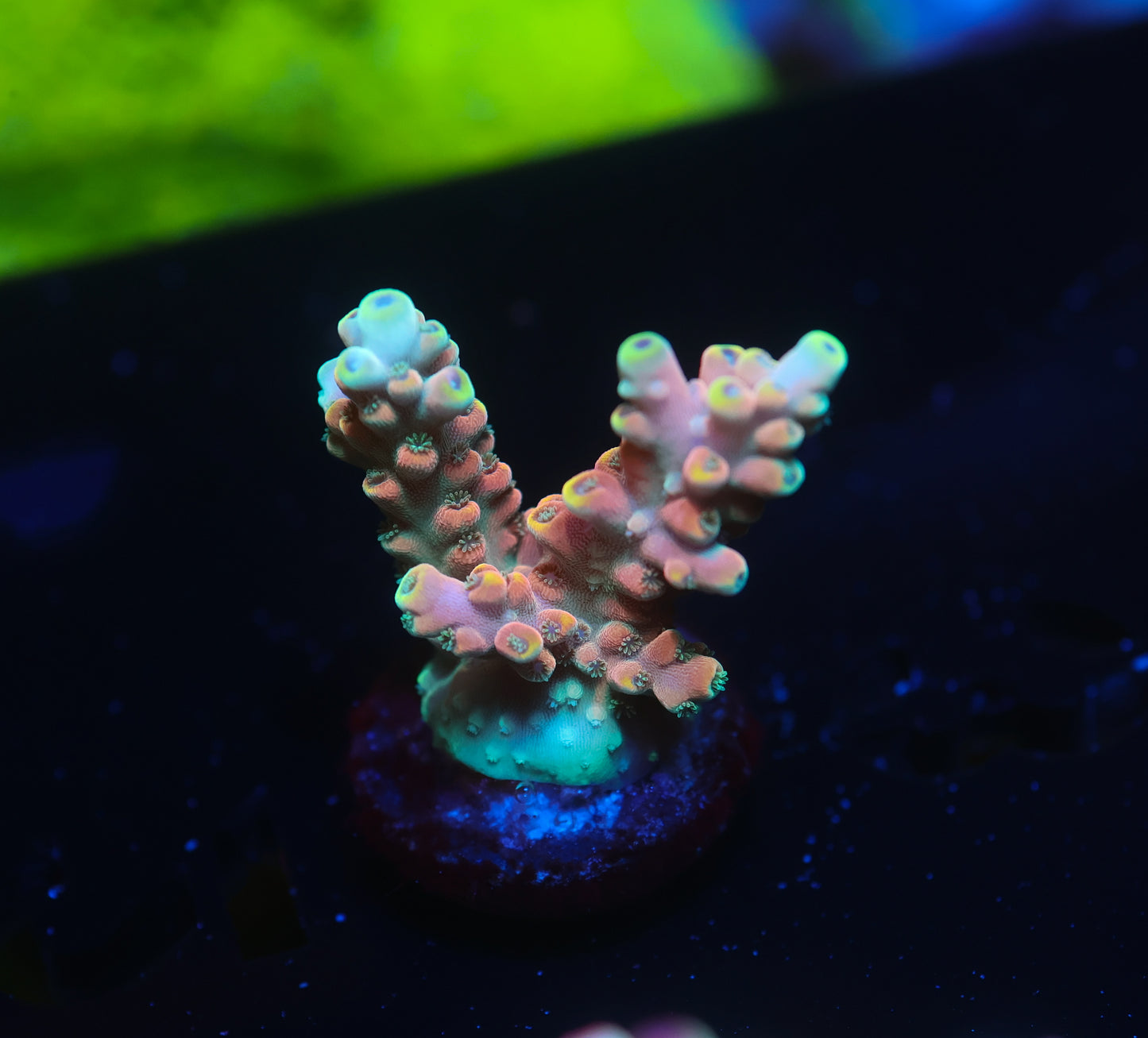 5AC -POTO Rise and Shine