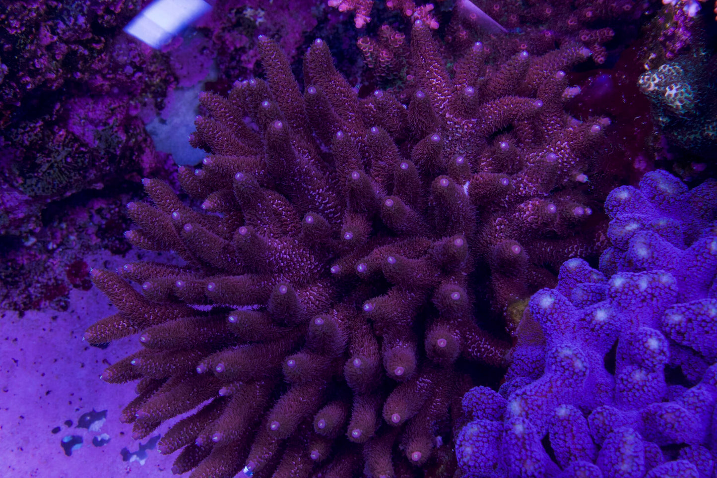 5AC Pink Millie