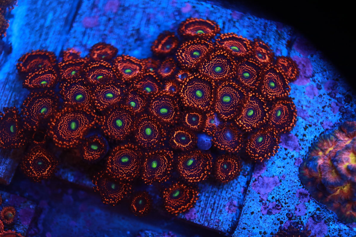 Illumiinati