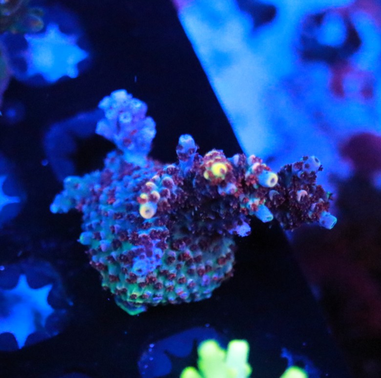 TCK Blastwave frag