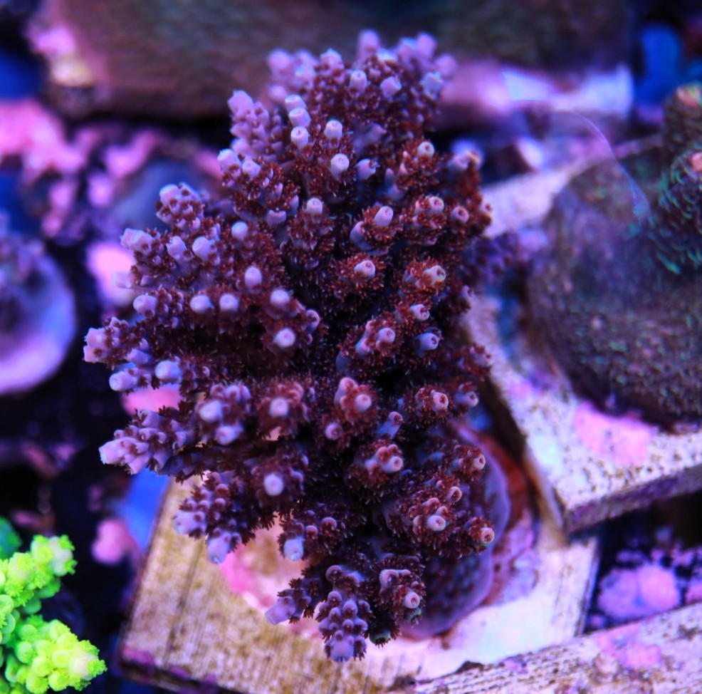 TCK Blast wave mini colony