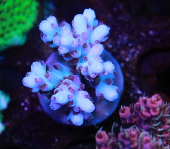 WWC Shazam frag