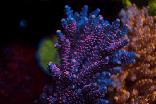 BK Chem Cotton Candy