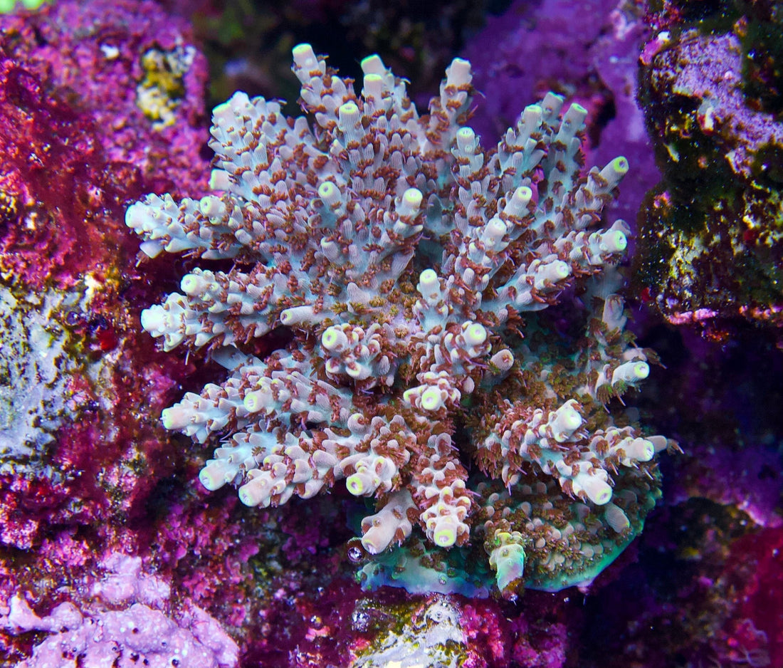 Why Buy Acropora from 5th Alarm?