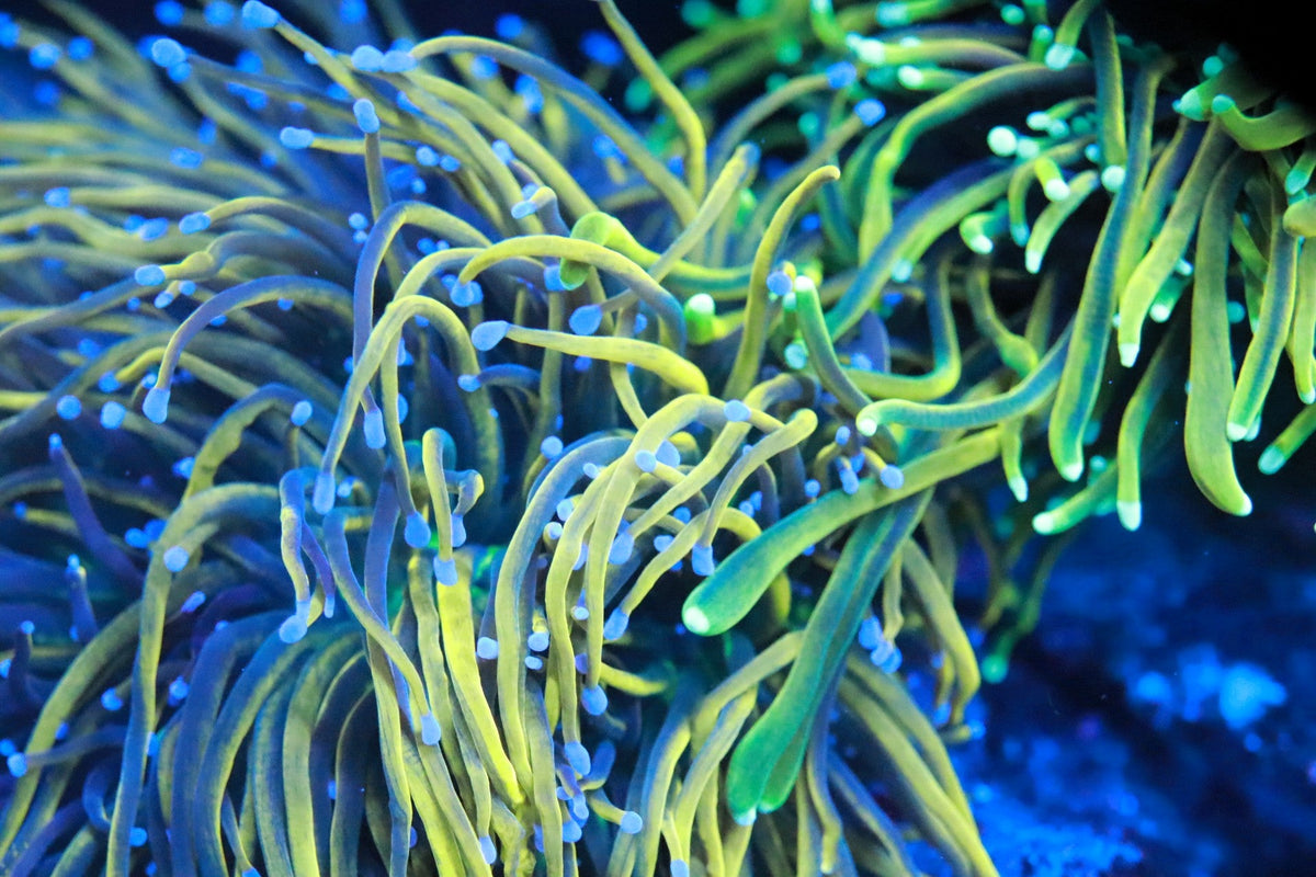 LPS Corals