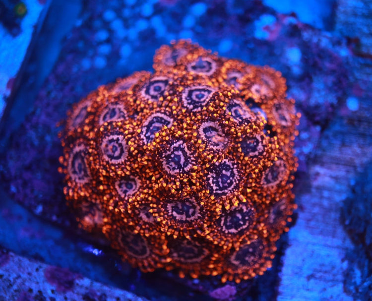 Zoas