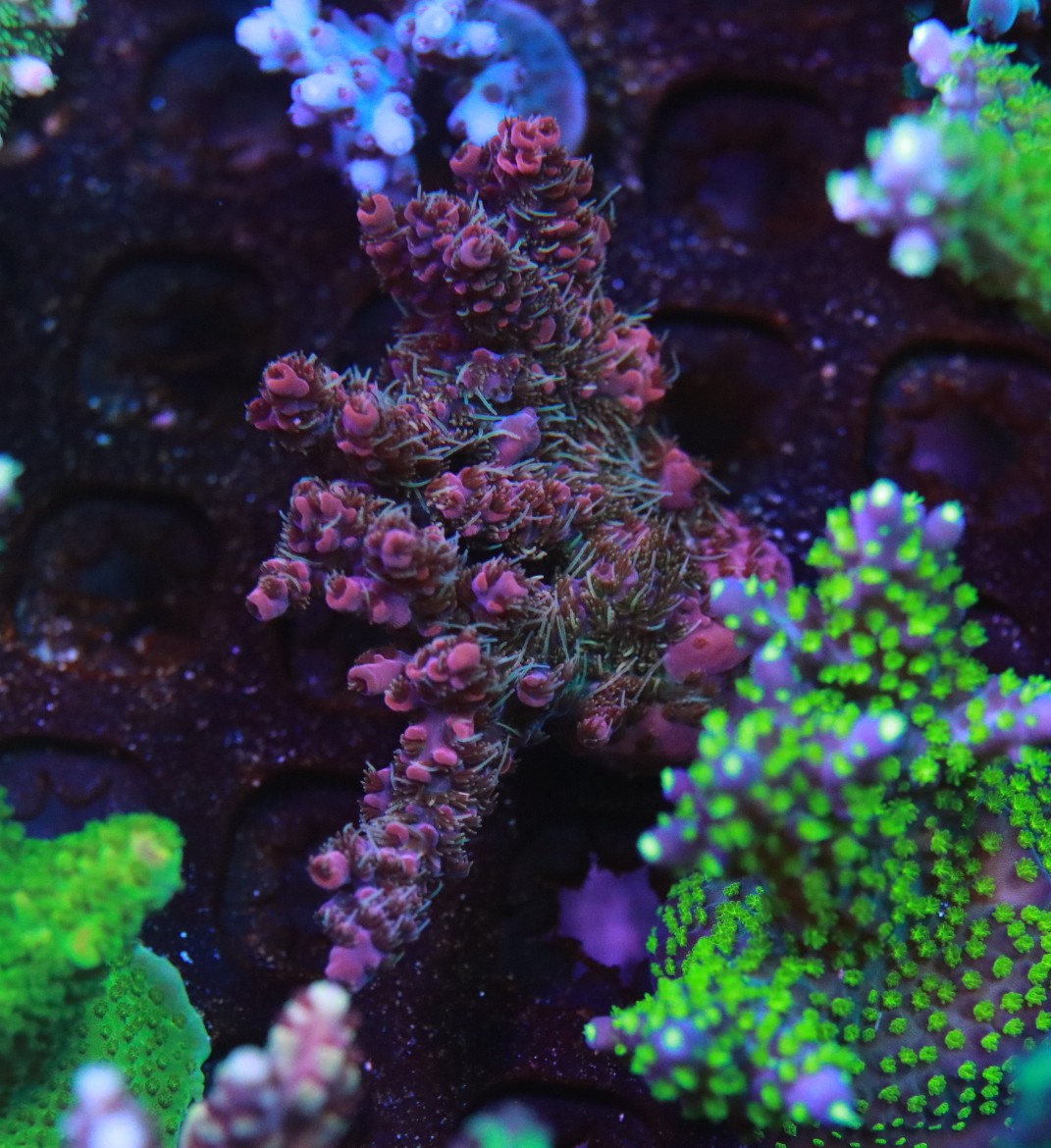 5AC Hairy Mary mini colony
