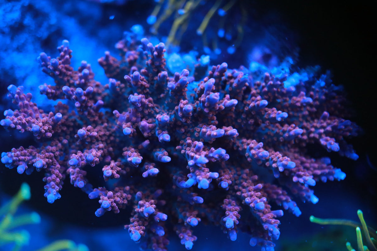 5AC Purple Nurple