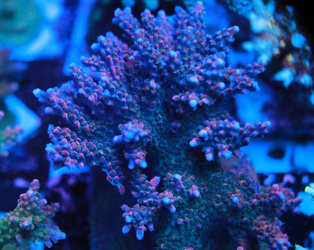 5AC Purple Rain