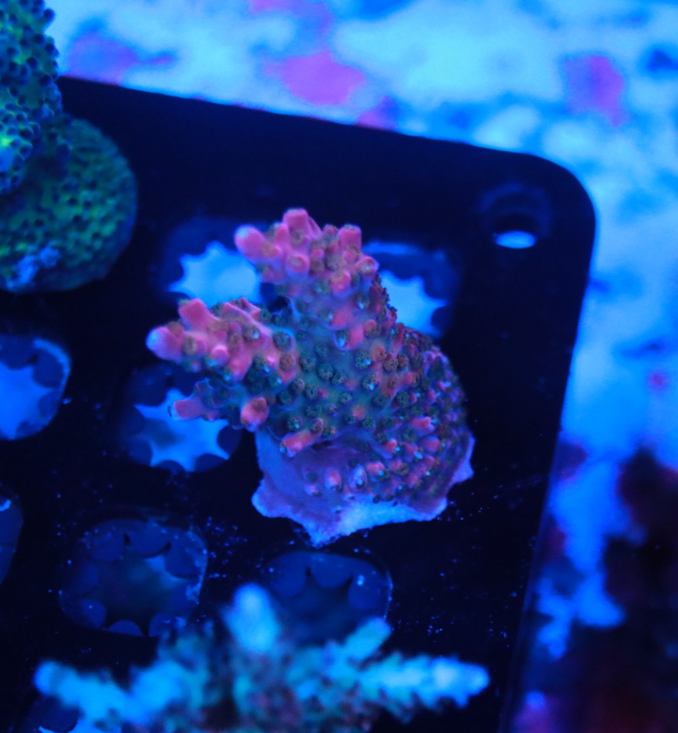 5AC Purple Rain frag
