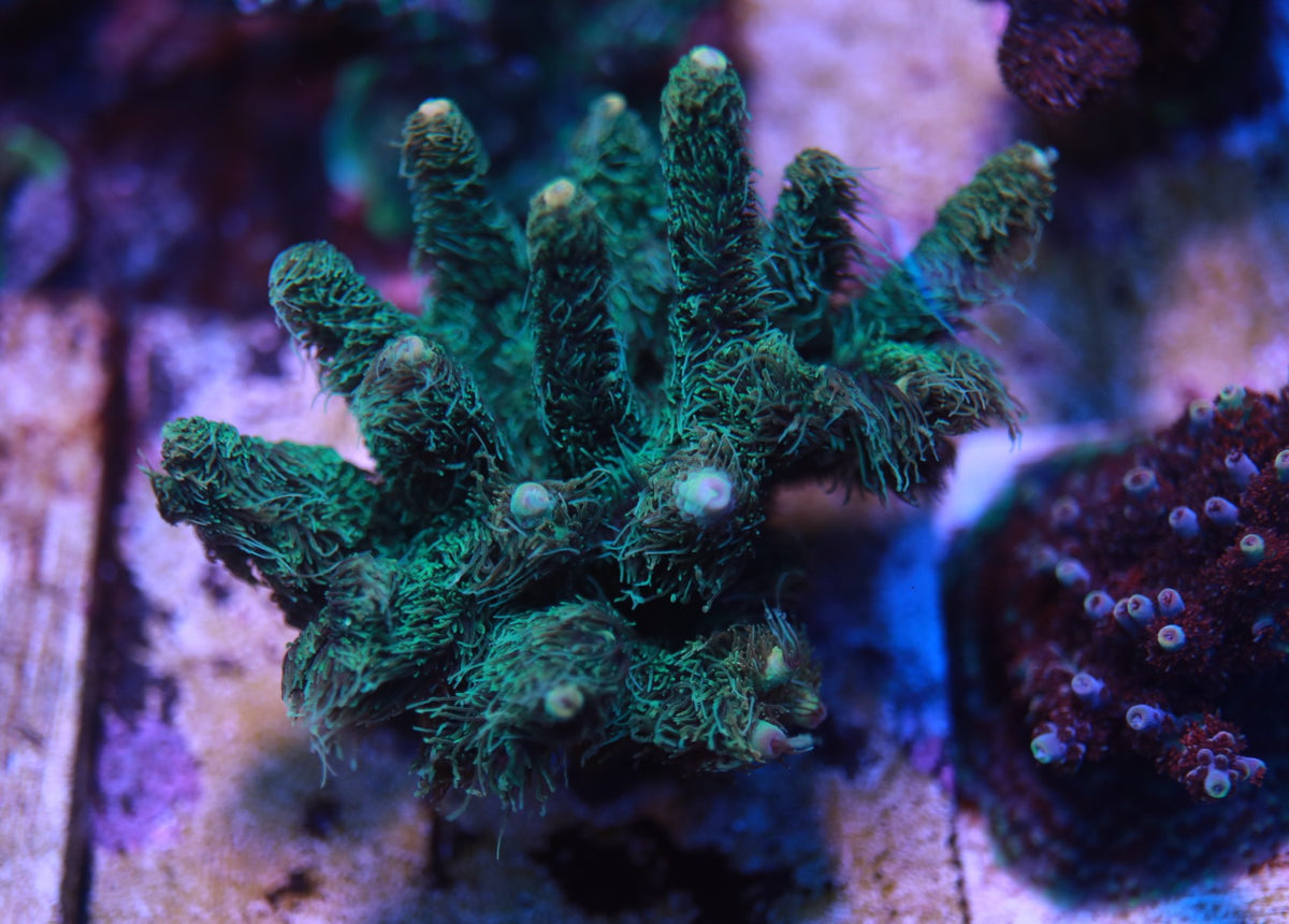 5AC Teal Steal.