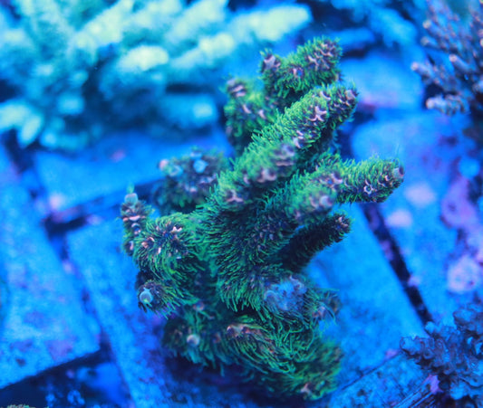 The long neon polyps with pink body really make this top tier.  5AC Green Inferno.