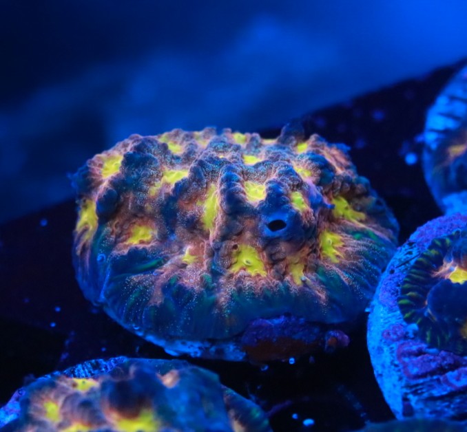 A really cool Favia