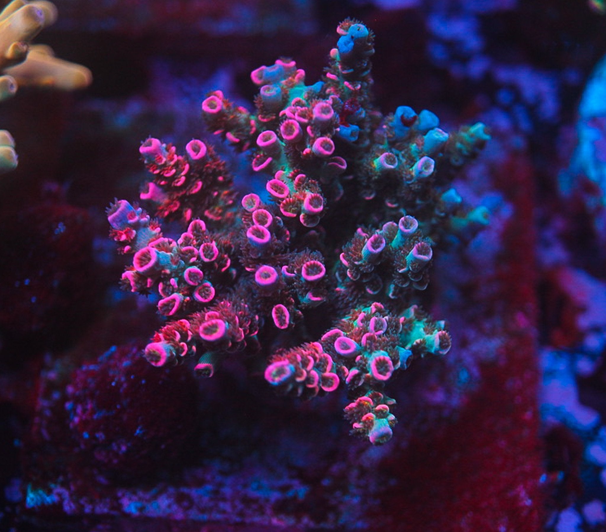 Colonies – 5th Alarm Corals