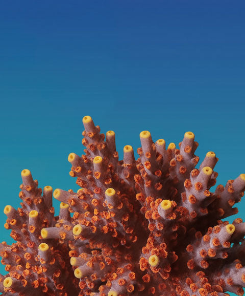 5th Alarm Corals