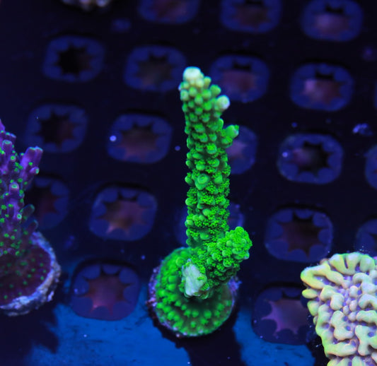 Bali Green Slimer