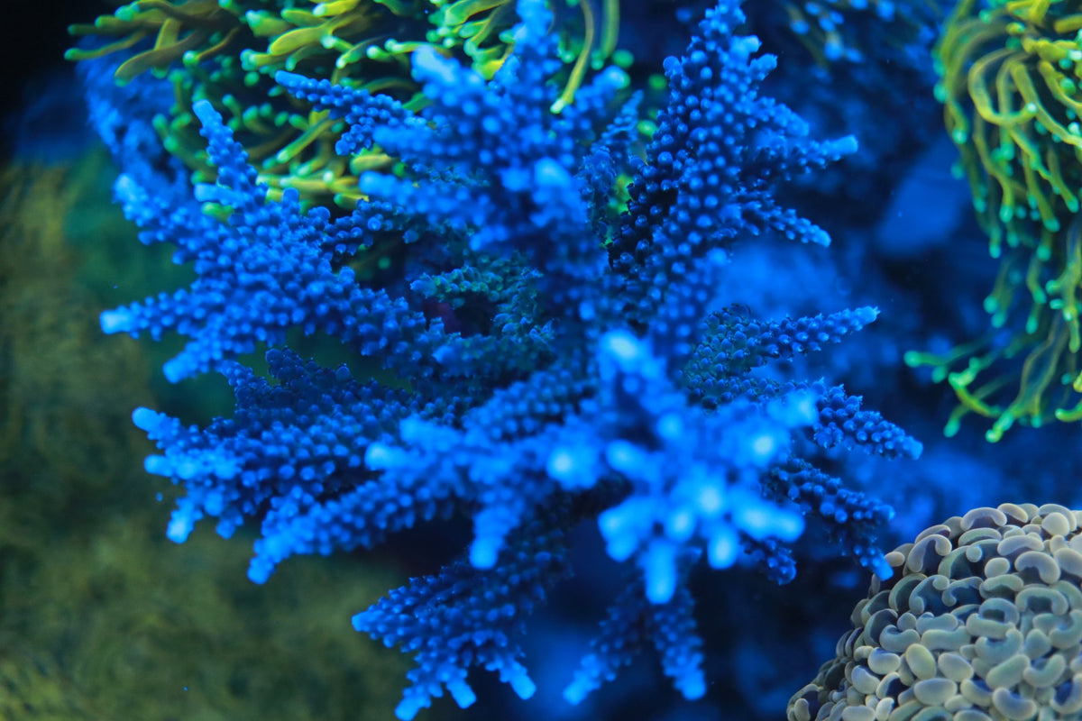 Blue Staghorn