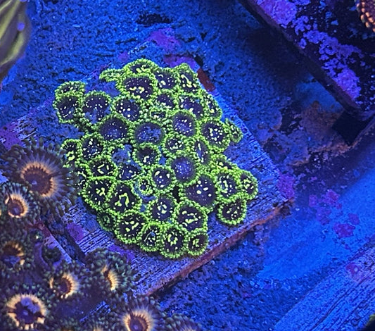 Newer to the reef hobby.  Fast and Hardy.  Super neon green.