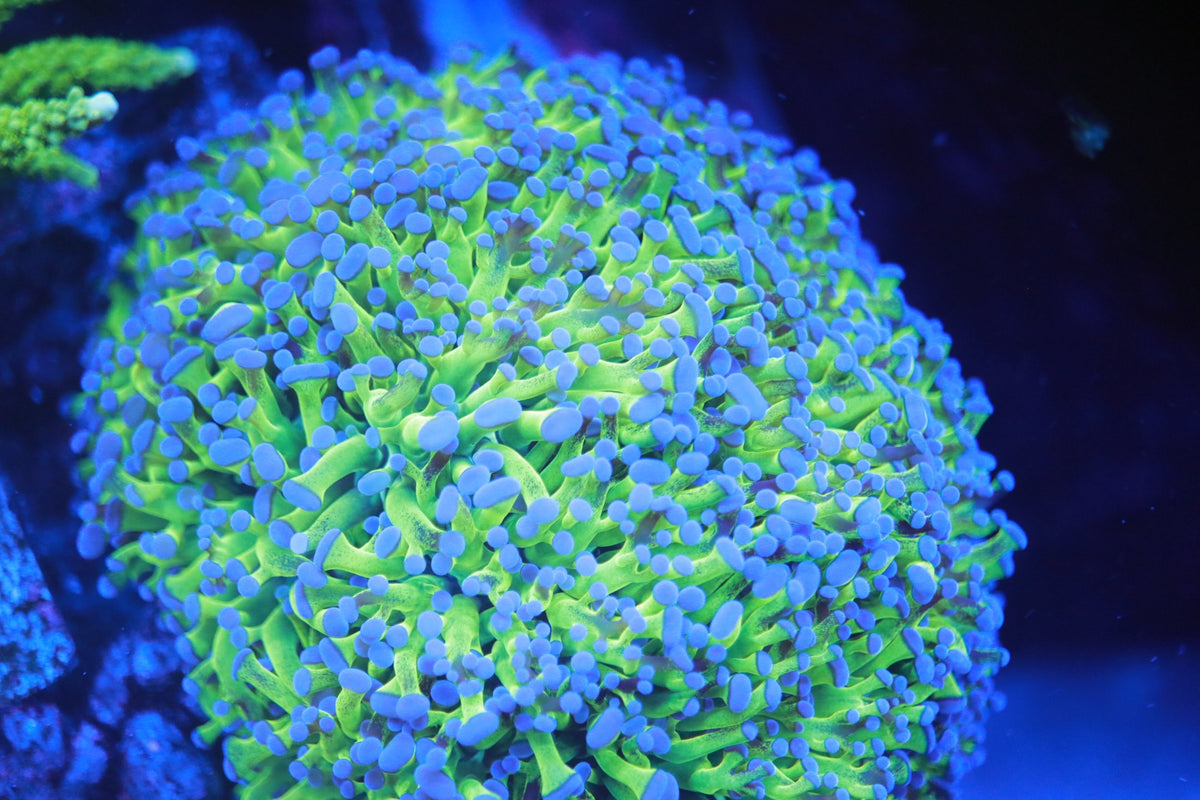 Frogspawn