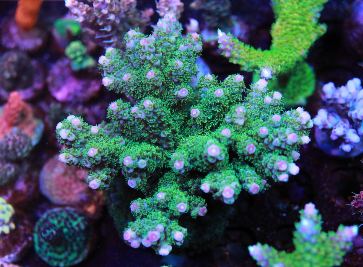 GB bedazzled colony