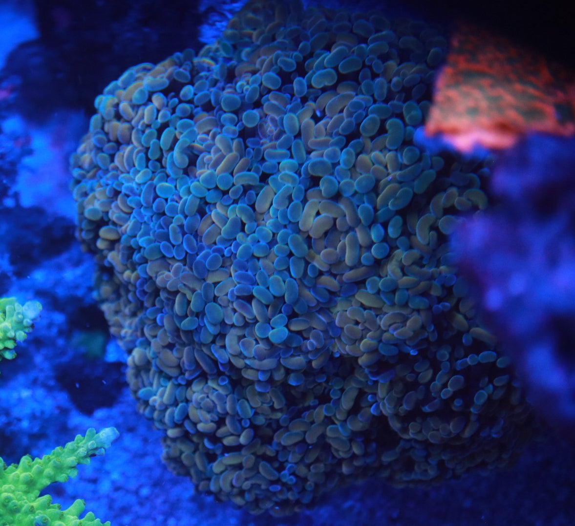 Metallic Teal Hammer