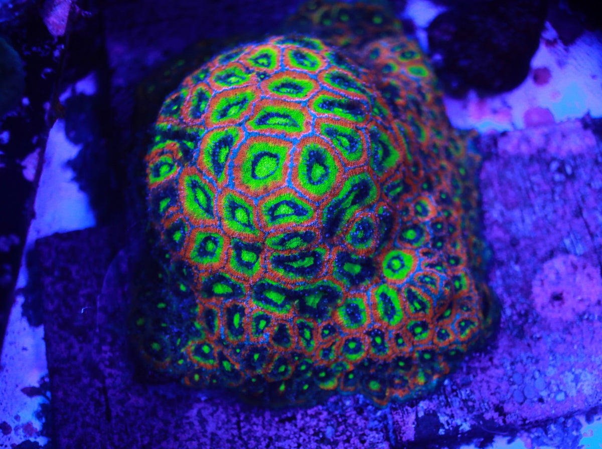 Holy Grail Micro