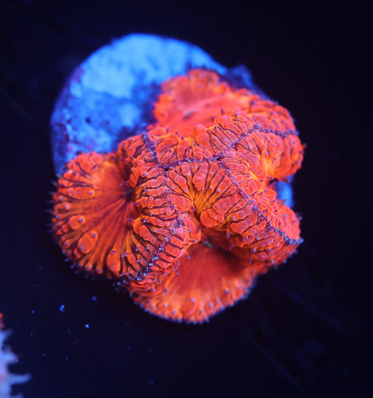 Ultra Blastomussa